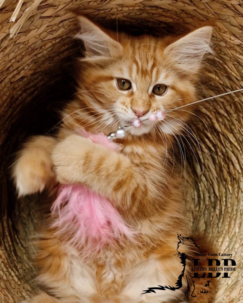 Мейн Куун Котенца България