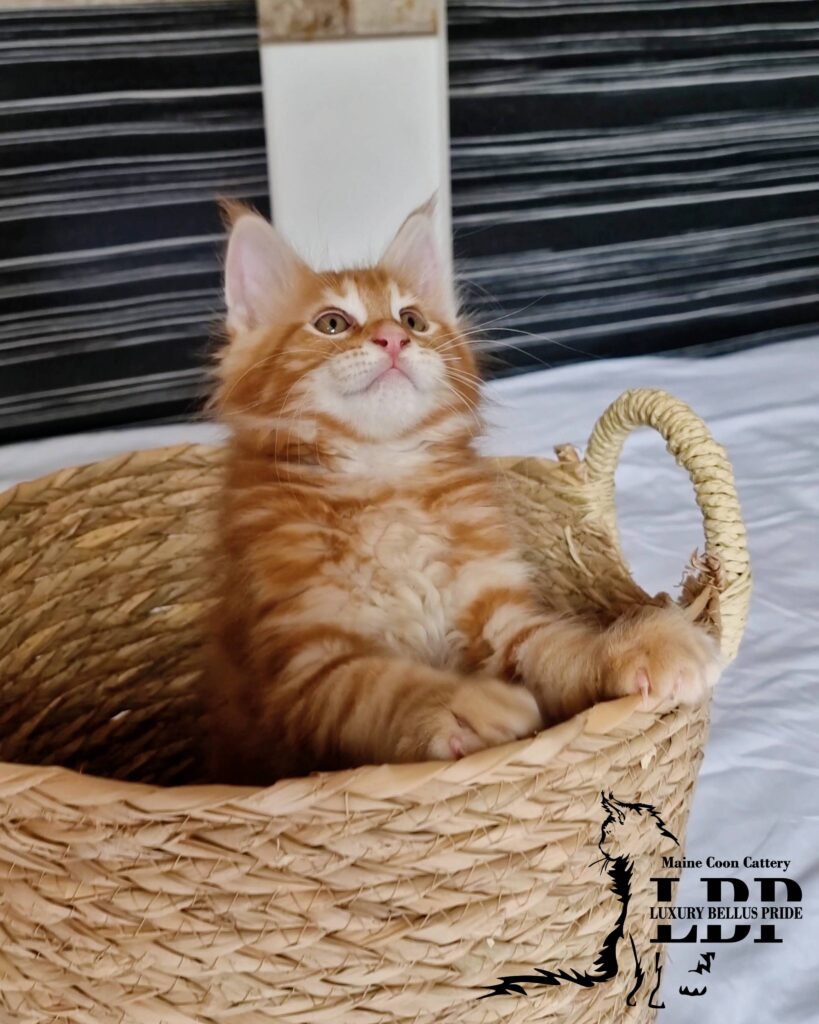 Мейн Куун Котенца България