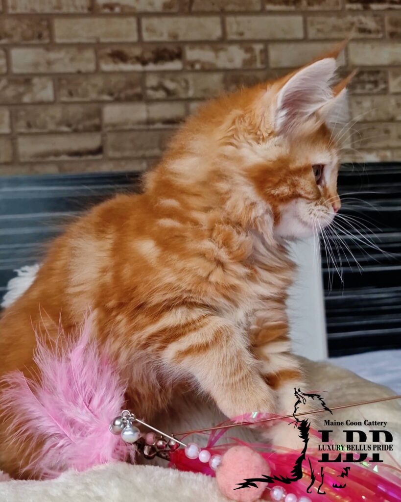Мейн Куун Котенца България