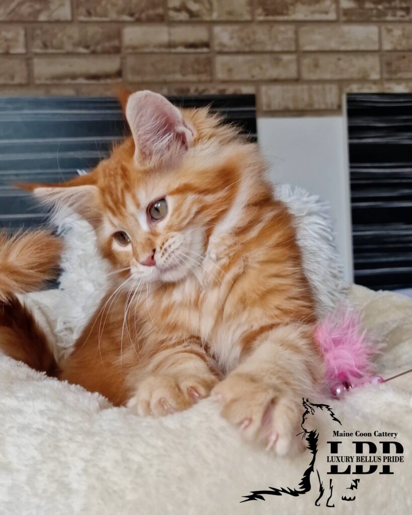 Мейн Куун Котенца България