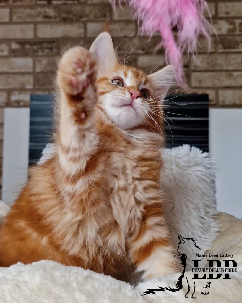 Мейн Куун Котенца България