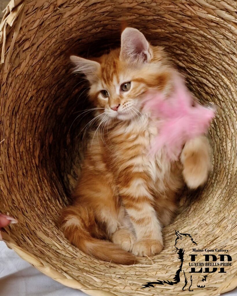 Мейн Куун Котенца България
