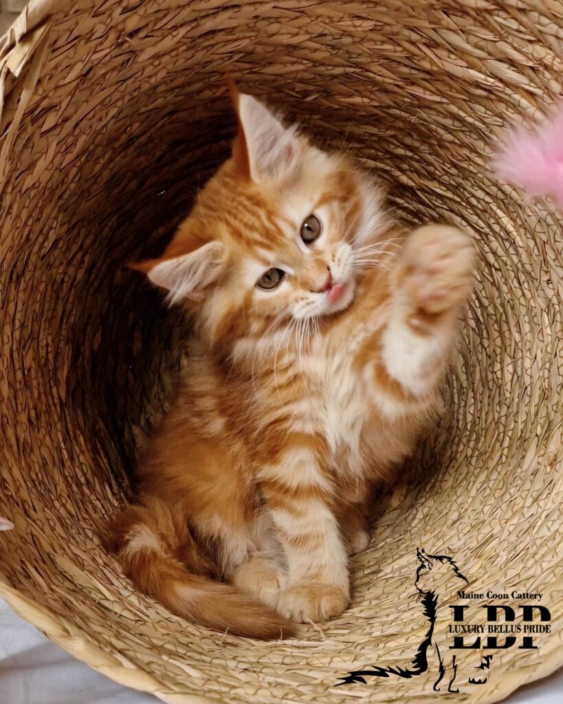 Мейн Куун Котенца България