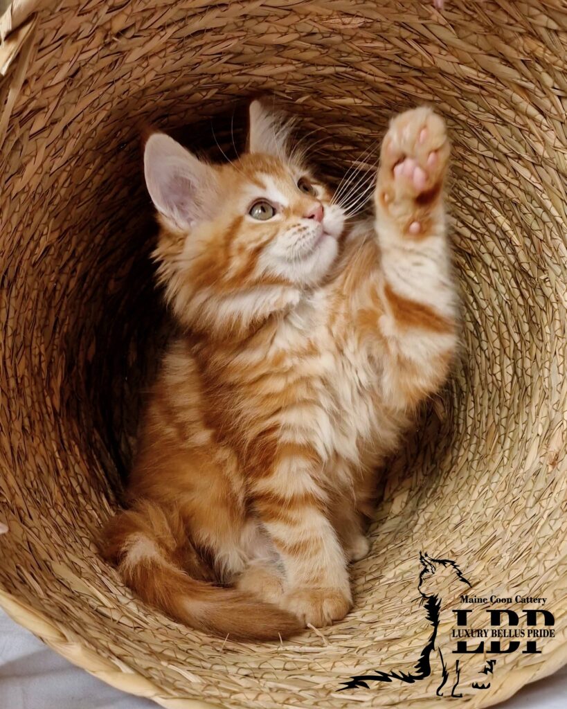 Мейн Куун Котенца България