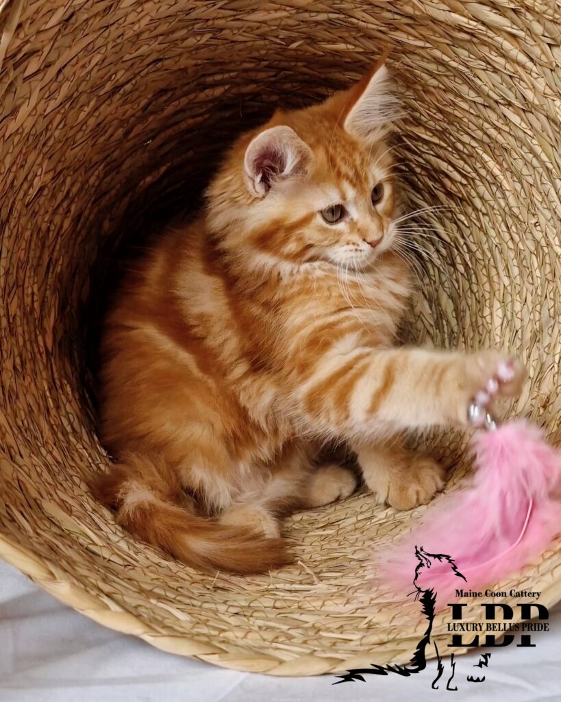 Мейн Куун Котенца България