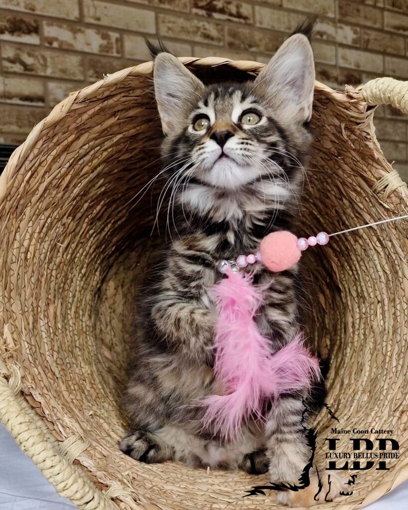 Мейн Куун Котенца България