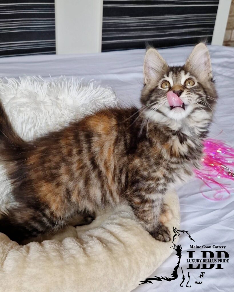 Мейн Куун Котенца България