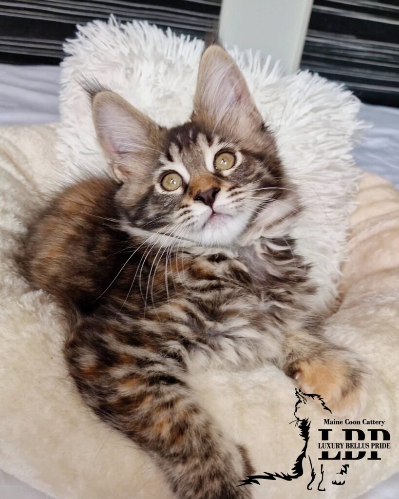 Мейн Куун Котенца България